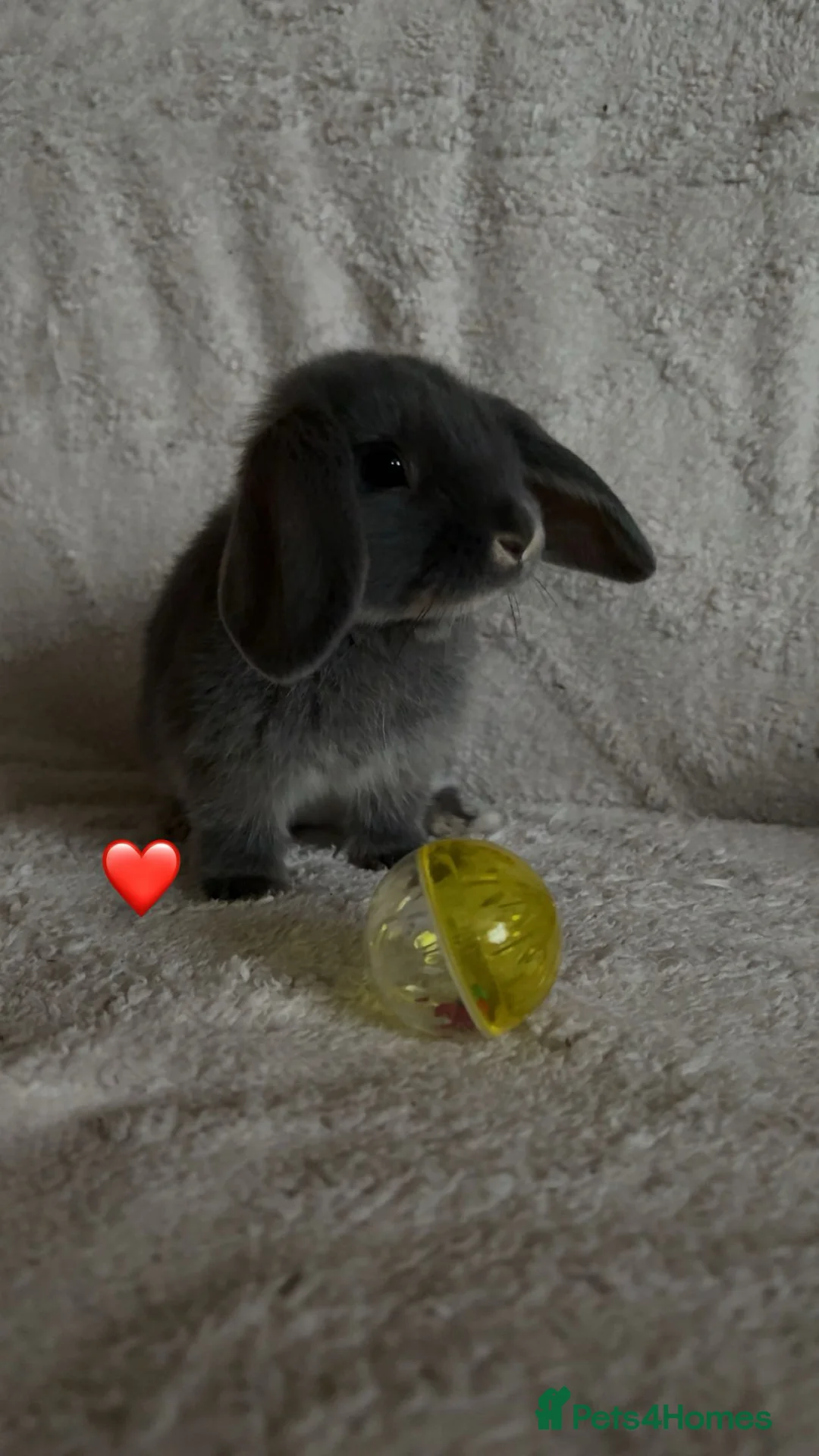 Mixed Breed rabbits for sale: baby rabbits now available - Advert 14