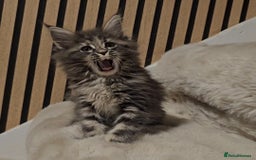 Maine Coon cats for sale: GCCF Registered Pedigree Maine Coon Kittens - Image 5