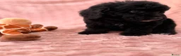 Labradoodle dogs for sale: DNA health tested parents of stunning labradoodles in Ware - Advert 11