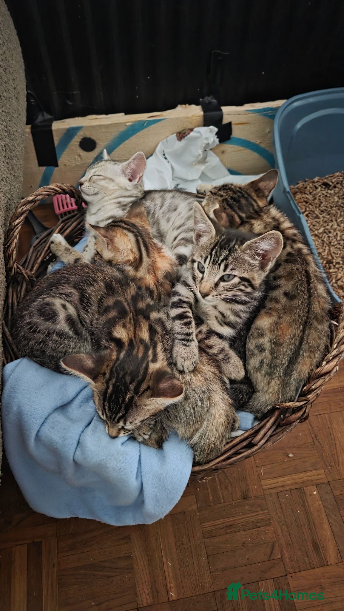 Bengal cats Kittens looking for loving homes  - Advert 5