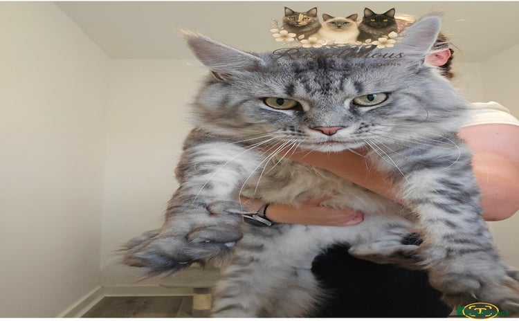 Maine Coon cats - Advert 1