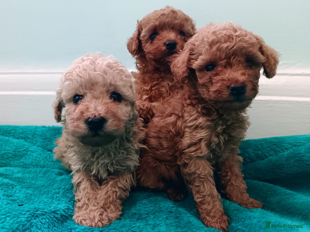 Toy Poodle dogs for sale: toy poodles from k.c.registered DNA tested parents - Image 17
