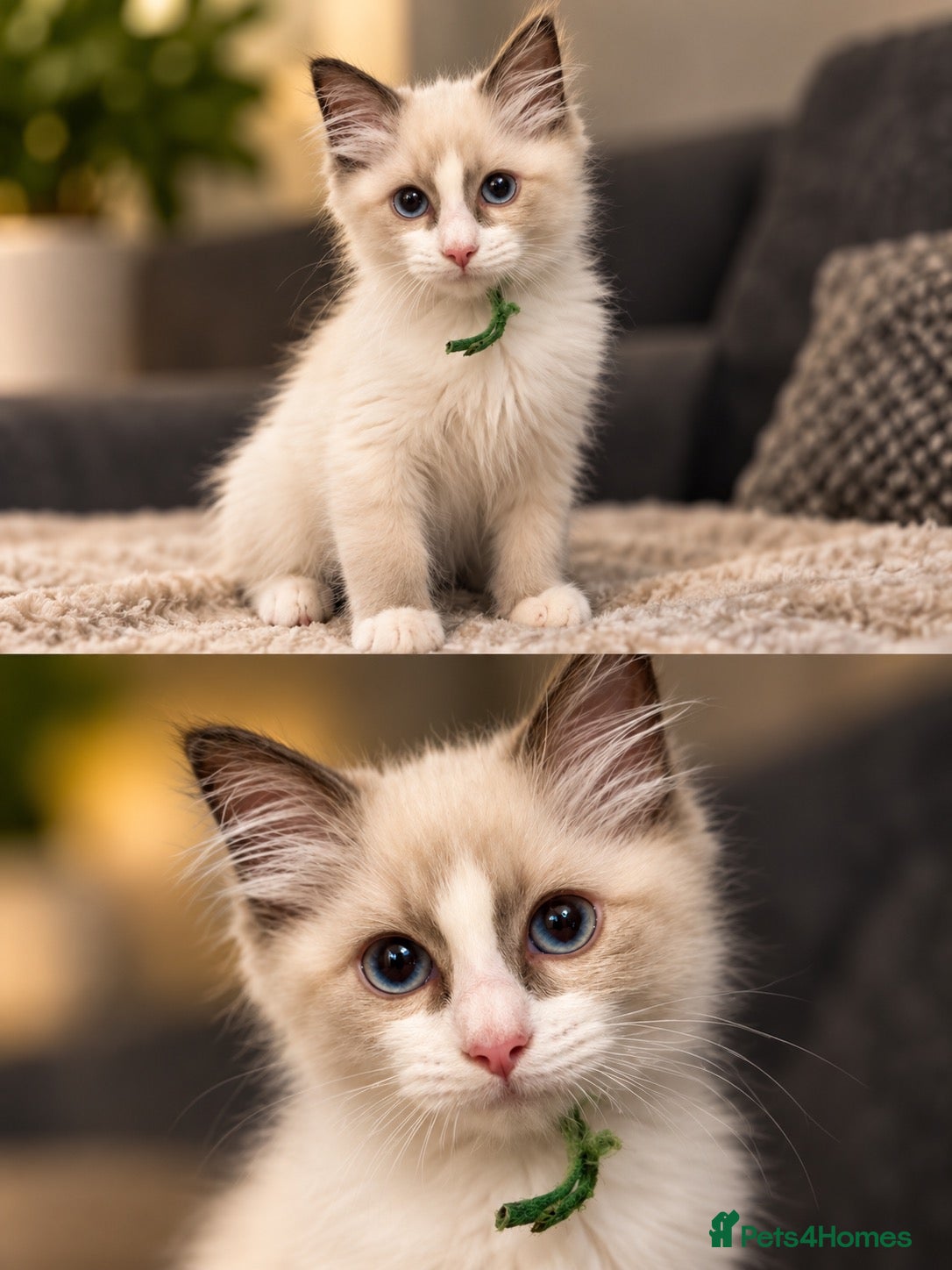 Ragdoll cats 🐾💙 GORGEOUS RAGDOLL KITTENS  - Advert 9