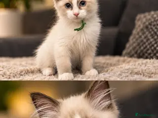 Ragdoll cats 🐾💙 GORGEOUS RAGDOLL KITTENS - Advert 9