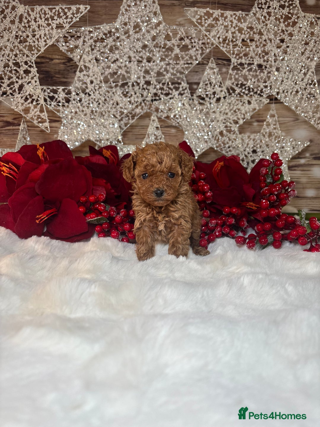 Toy Poodle dogs for sale: Outstanding toy/asain Poodles.  - Advert 14