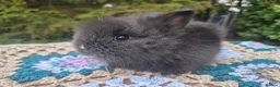 Angora rabbits for sale: 💜 Gorgeous Teddydwerg babies- parents imprted 💜 - Advert 17