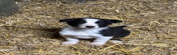 Border Collie dogs for sale: Stunning border collies  - Advert 5