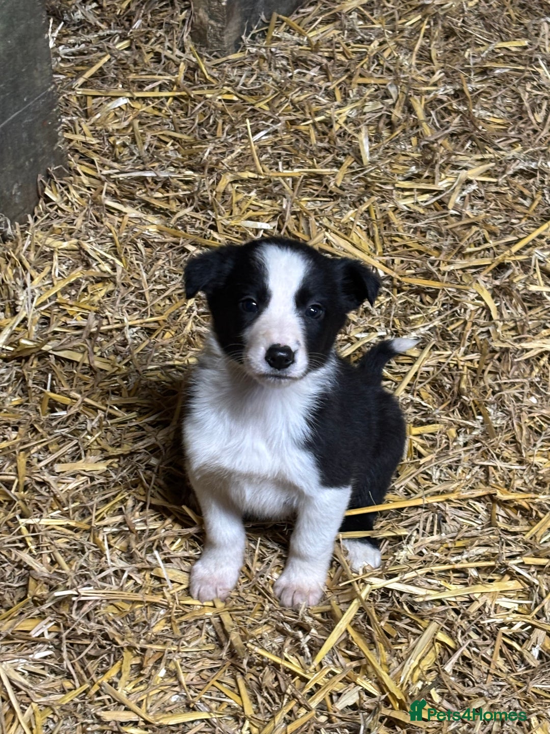 Border Collie dogs for sale: Stunning border collies  - Advert 5