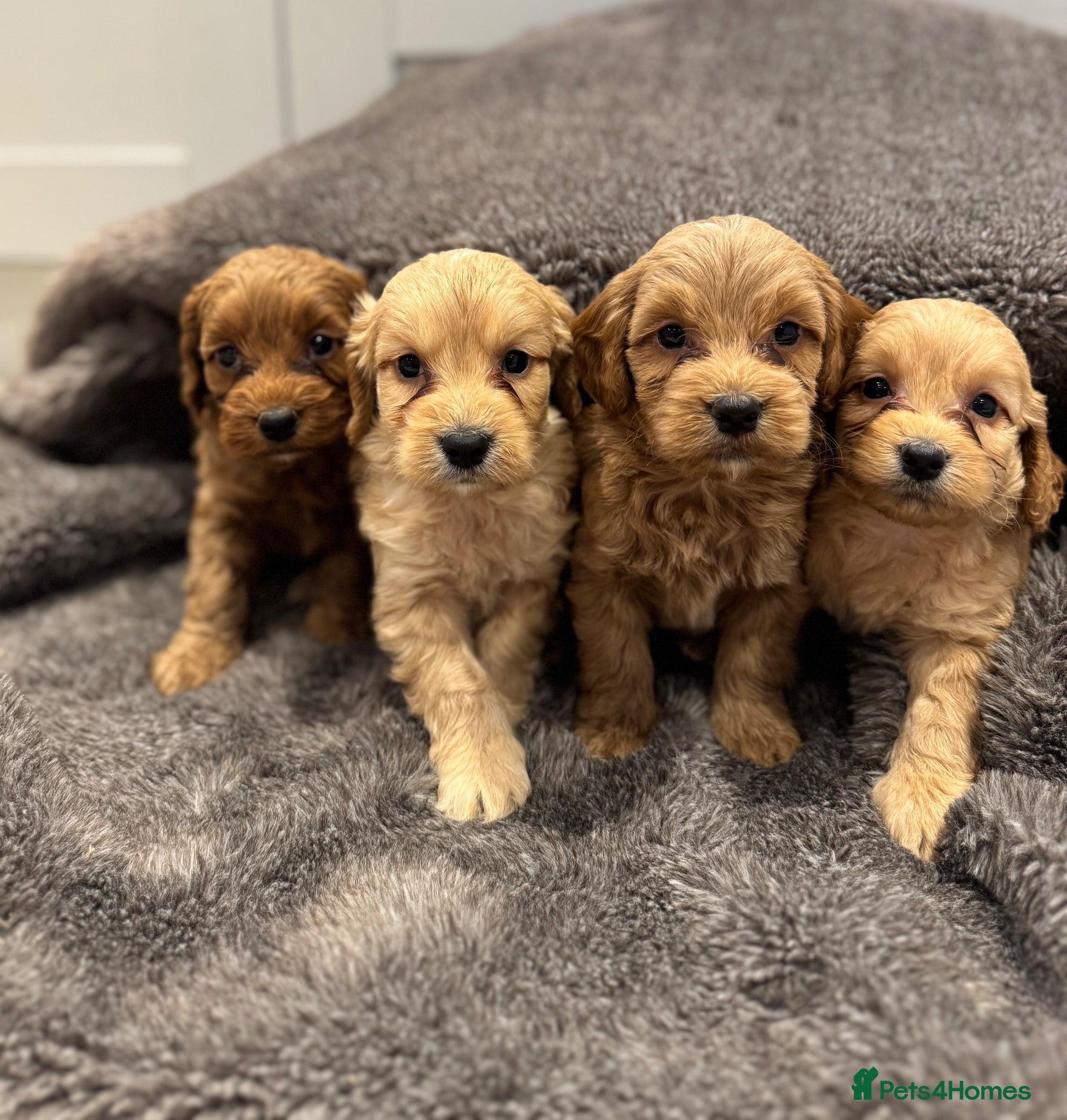Cockapoo dogs Stunning Cockapoo puppies  - Advert 1