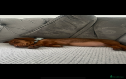 Miniature Dachshund dogs for sale: Miniature dachshund - Image 2