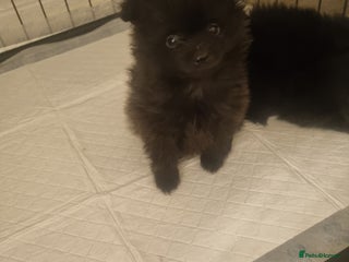 Pomeranian dogs Beautiful litter of poms - Advert 3