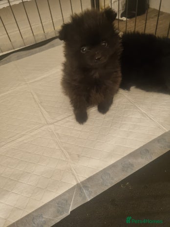 Pomeranian dogs - Advert 2