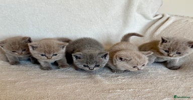 British Shorthair cats - Advert 11