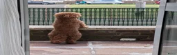 Toy Poodle dogs for sale: Pedigree Toy Poodle Puppies - Advert 15