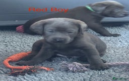 Labrador Retriever dogs for sale: Gorgeous KC Silver & Charcoal Labs - Image 23