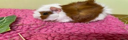 Guinea Pig rodents for sale: Baby piggies and a 9month old - Advert 8