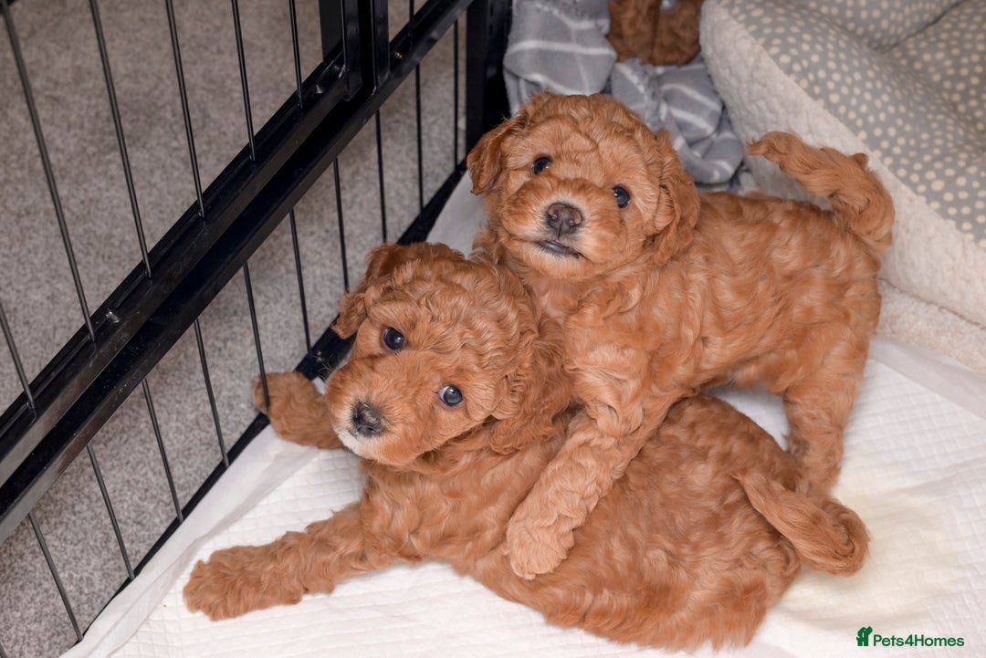 Poochon dogs for sale: Beautiful Red Poochon Puppies – Family Home Raised - Advert 6