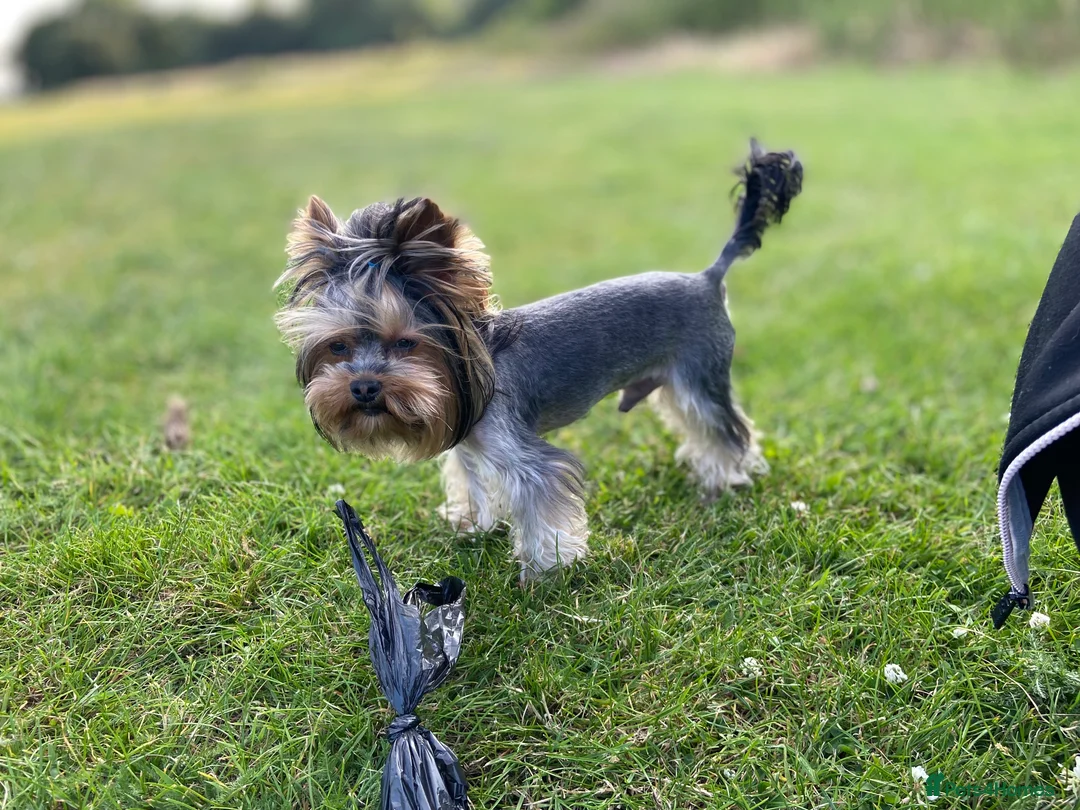 Yorkshire Terrier dogs for stud: Rocky in Hornchurch - Advert 5