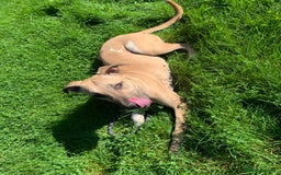 Mixed Breed dogs for sale: Billie and Evie lurcher x bullmastiff  - Image 10