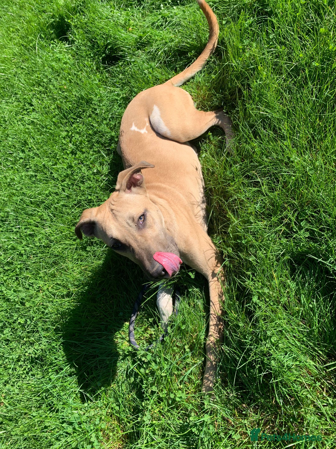 Mixed Breed dogs for sale: Billie and Evie lurcher x bullmastiff  - Image 10