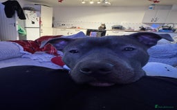 Staffordshire Bull Terrier dogs for sale: Blue Staffordshire bull terrier  - Image 3