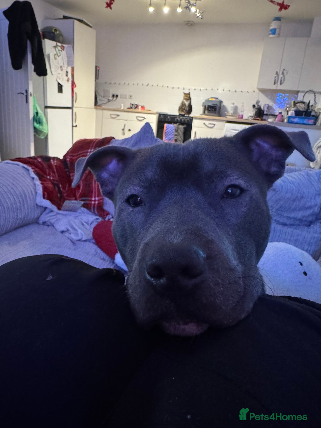 Staffordshire Bull Terrier dogs for sale: Blue Staffordshire bull terrier  - Image 3