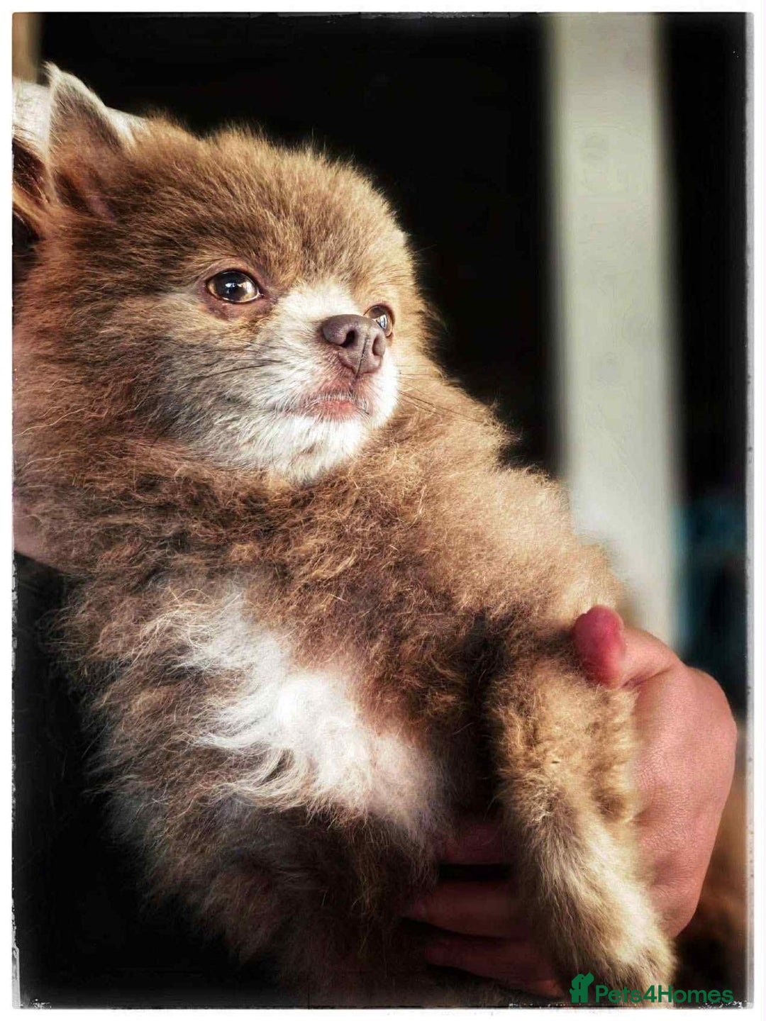 Pomeranian dogs for stud: Nash(Pom) - Advert 3