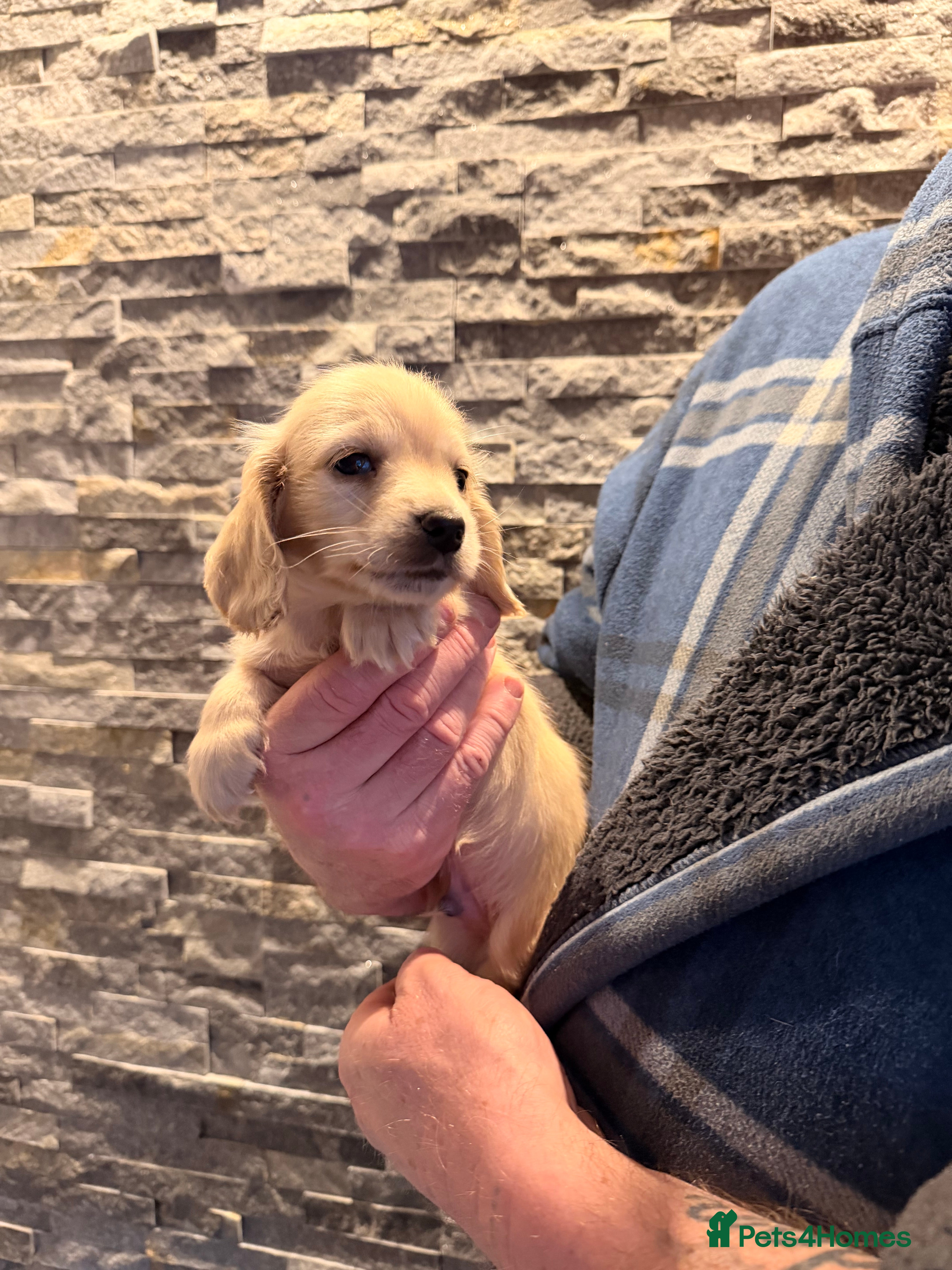Miniature Dachshund dogs OUTSTANDING LONGHAIRED ENGLISH CREAM LO - Advert 1