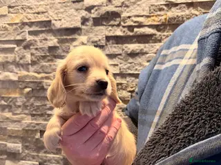 Miniature Dachshund dogs OUTSTANDING LONGHAIRED ENGLISH CREAM LO - Advert 2