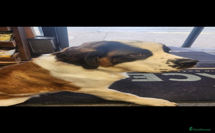 Saint Bernard dogs - Advert 1