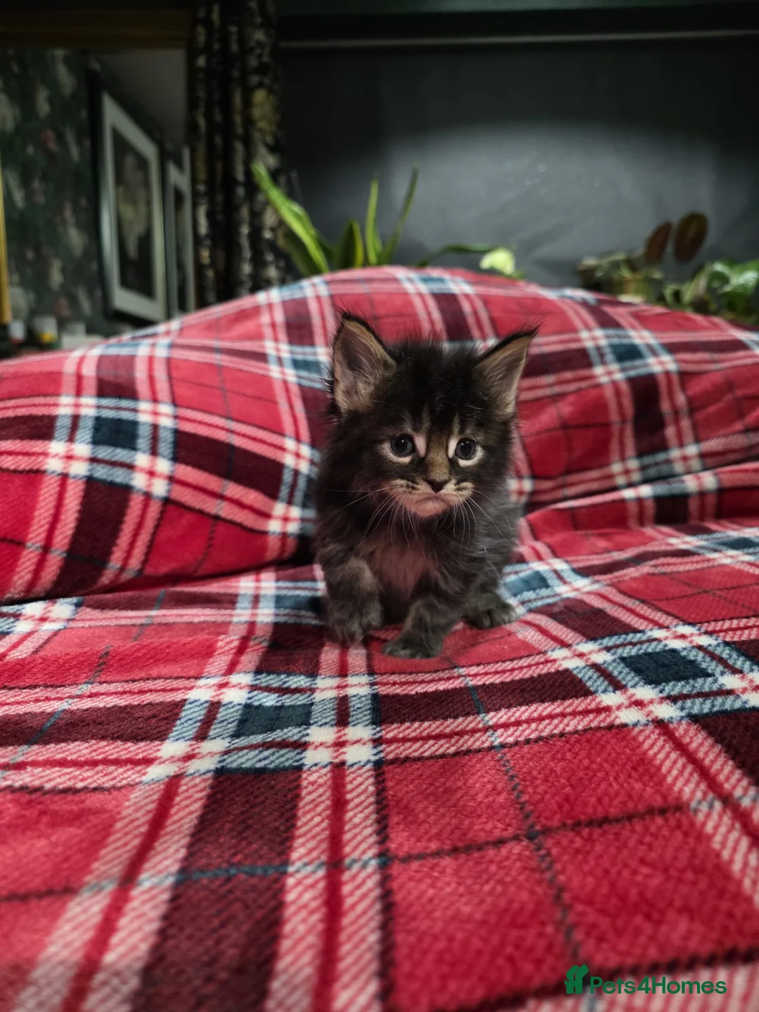 Maine Coon cats for sale: TICA registered Russian lineage Maine coon kittens - Advert 6