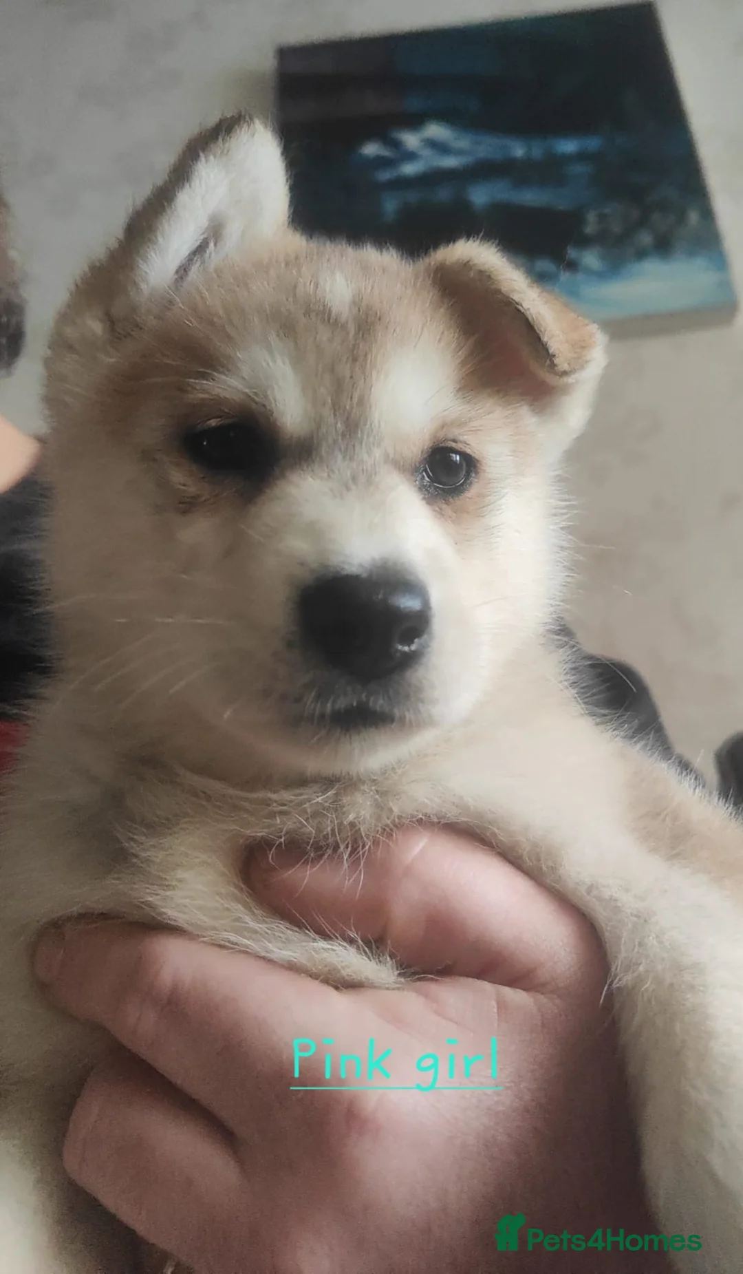 Siberian Husky dogs for sale: Friendly Siberian Husky Puppies - Advert 6