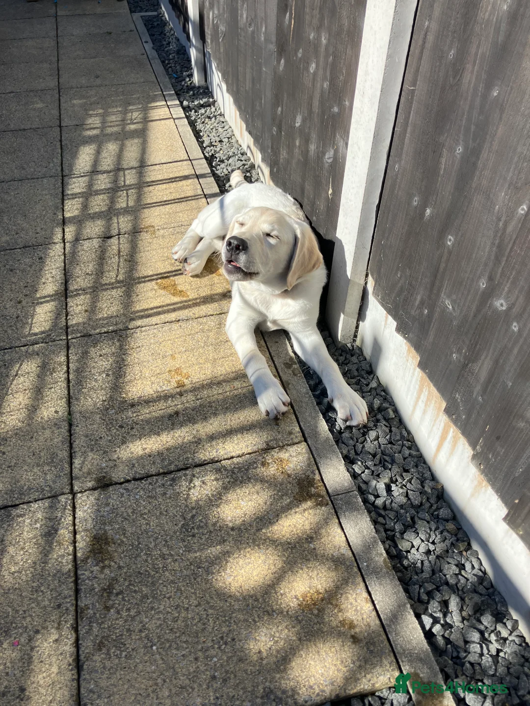 Labrador Retriever dogs for sale: Welcome Anjola, 9-month old Labrador, to your home - Advert 24