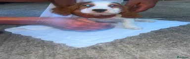 Cocker Spaniel 3