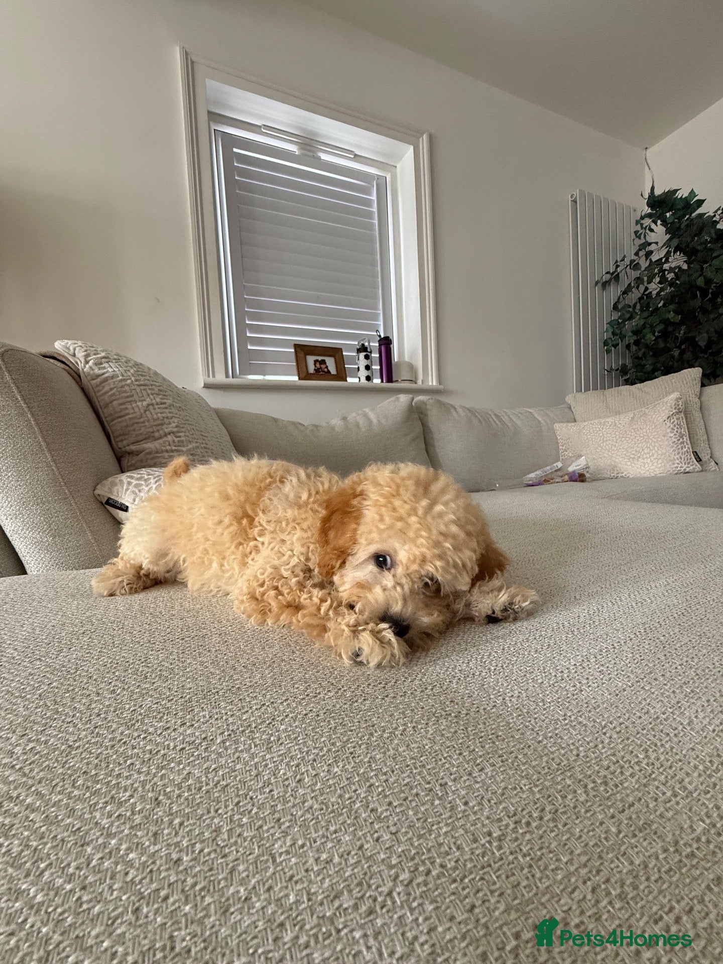 Toy Poodle dogs Sweetest Apricot Toy poodle  - Advert 1