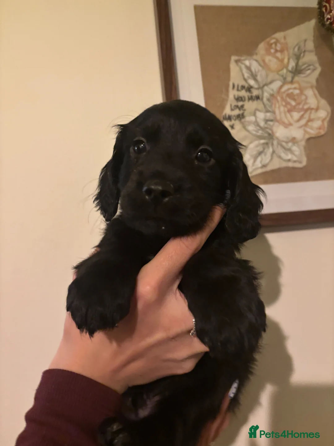 Mixed Breed dogs for sale: 🐶 Stunning Sprockerpoo Puppies 🐶 in Basingstoke - Advert 2