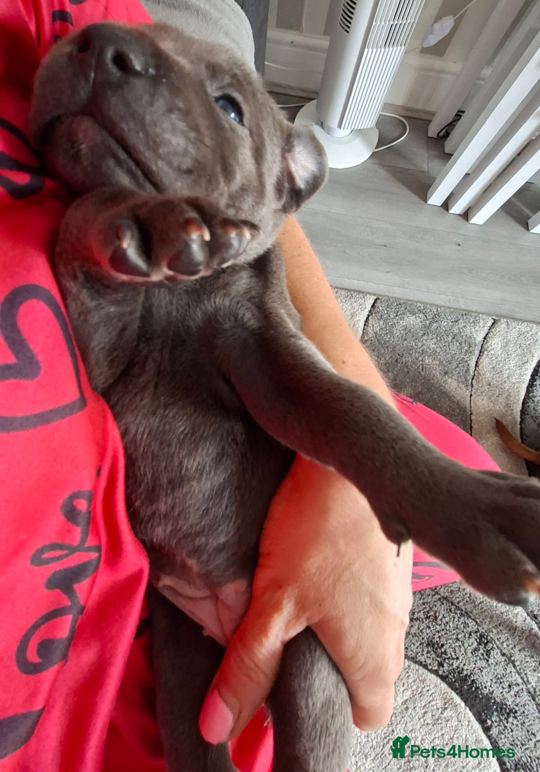 Staffordshire Bull Terrier dogs for sale: 1 female blue available ready to leave 28th August - Image 5