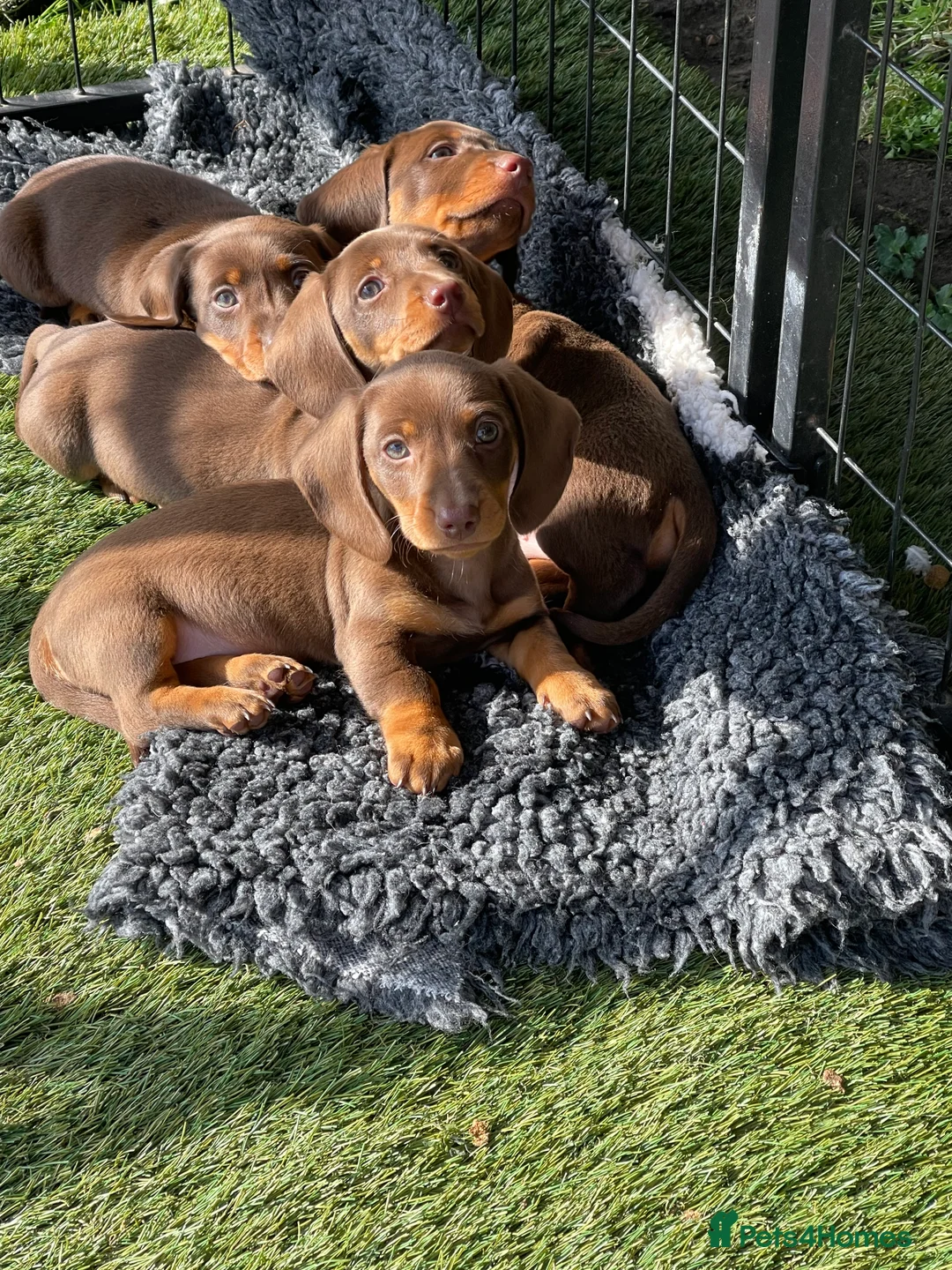 Miniature Dachshund dogs for stud: STUNNING MINIATURE DACHSHUND AVAILABLE AT STUD in Grays - Advert 33
