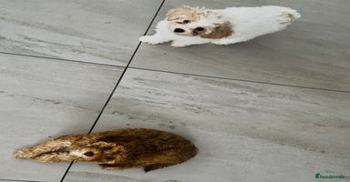 Cavapoochon dogs - Advert 4
