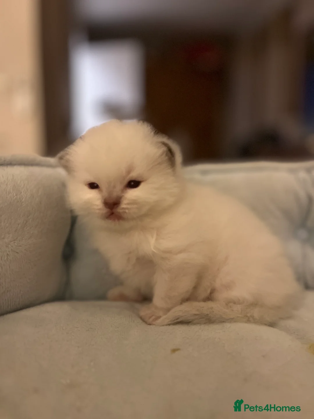 Ragdoll cats for stud: Gorgeous GGCF/TICA chocolate  mitted ragdoll in Norwich - Advert 10