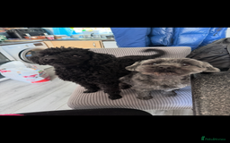 Yorkiepoo dogs for sale: 5 beautiful yorkiepoo baby’s  - Image 10