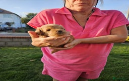 Jackapoo dogs for sale: 3 Beautiful F1B Jackapoo puppies. - Image 3