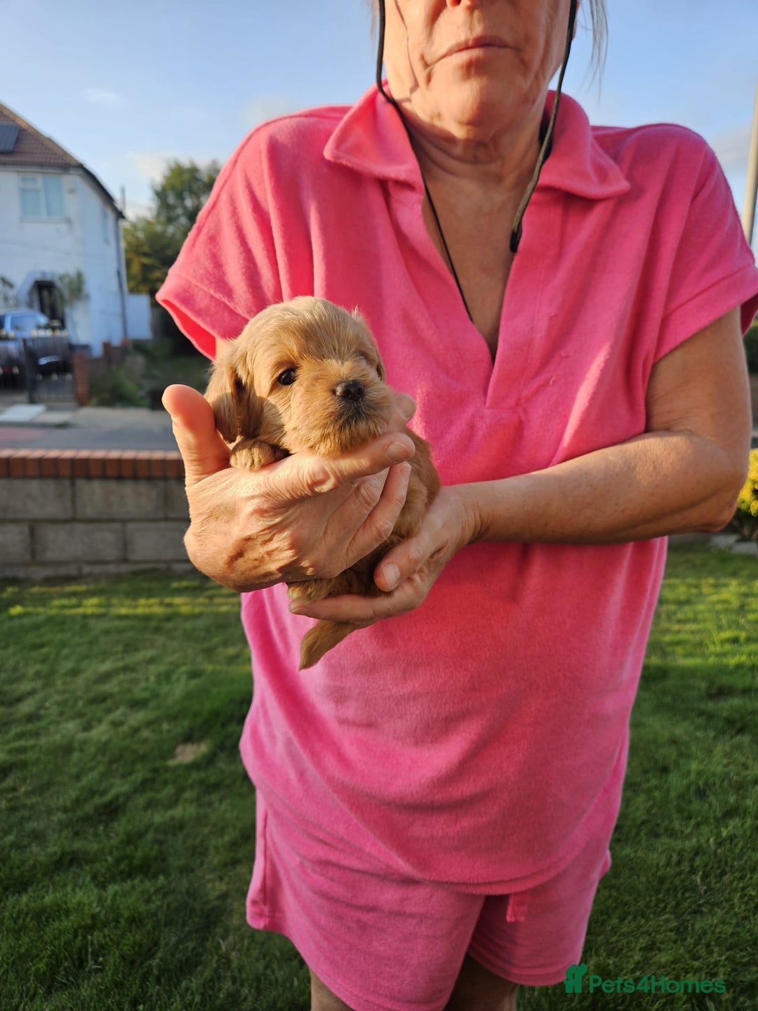 Jackapoo dogs for sale: 3 Beautiful F1B Jackapoo puppies. - Image 3