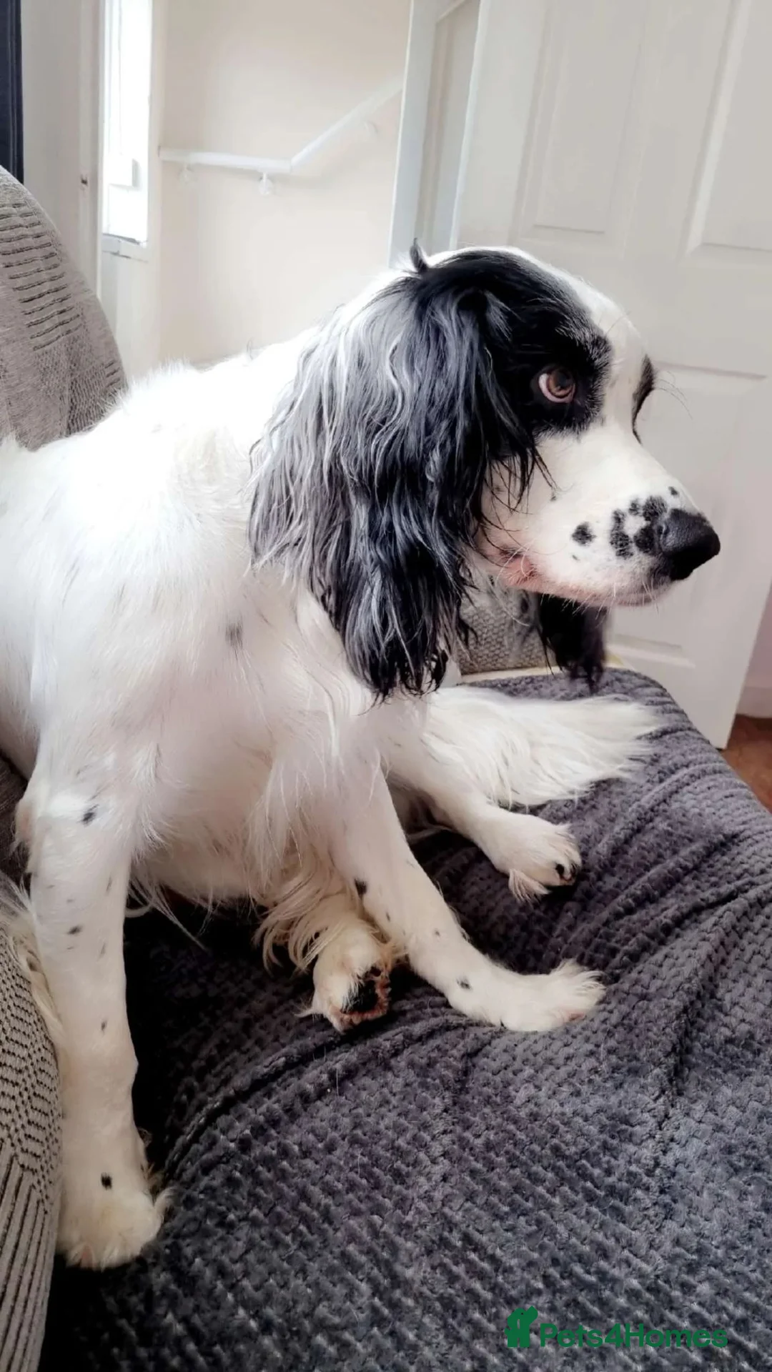 English Springer Spaniel dogs for sale: Casper the English springer spaniel - Advert 2