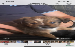 Mixed Breed dogs for sale: Lhasa Apso/ Jackhuahua puppies  - Image 18