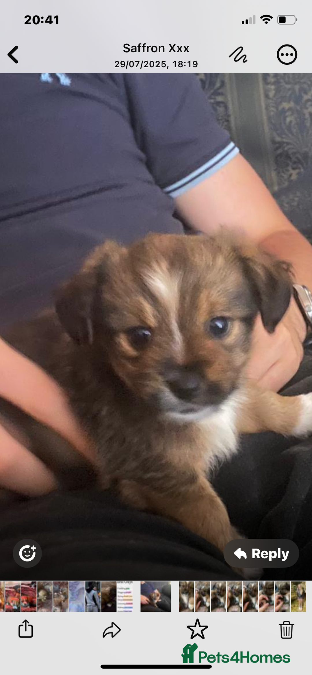 Mixed Breed dogs for sale: Lhasa Apso/ Jackhuahua puppies  - Image 18
