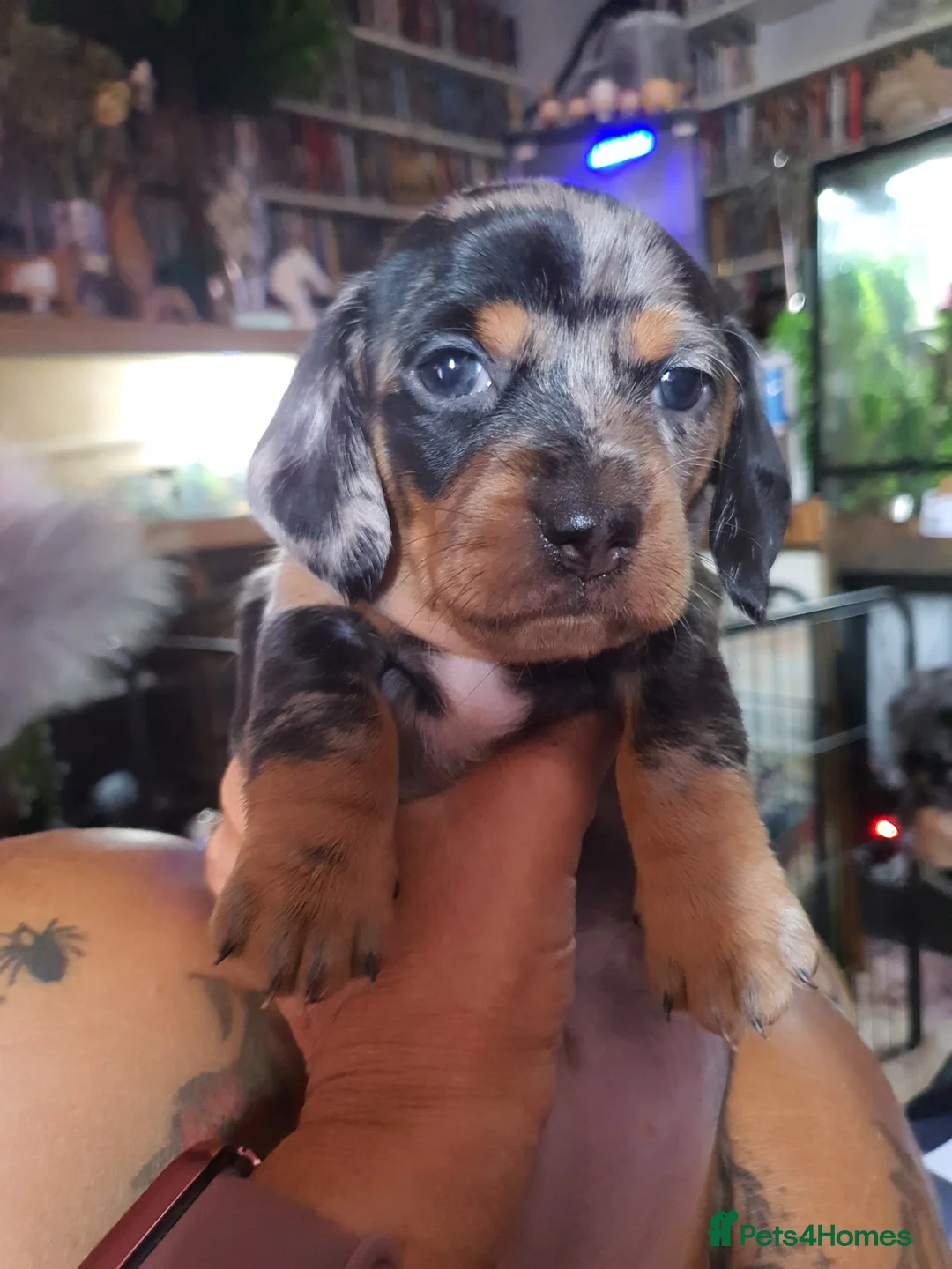 Dachshund dogs for sale: 2 Smooth Haired Dachsunds - Advert 2