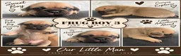 Frug dogs for sale: Stunning litter of 8 little FRUG boys  - Advert 8