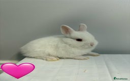 Netherland Dwarf rabbits for sale: 4 x Netherland Dwarf Bunnies 🐰  - Image 5
