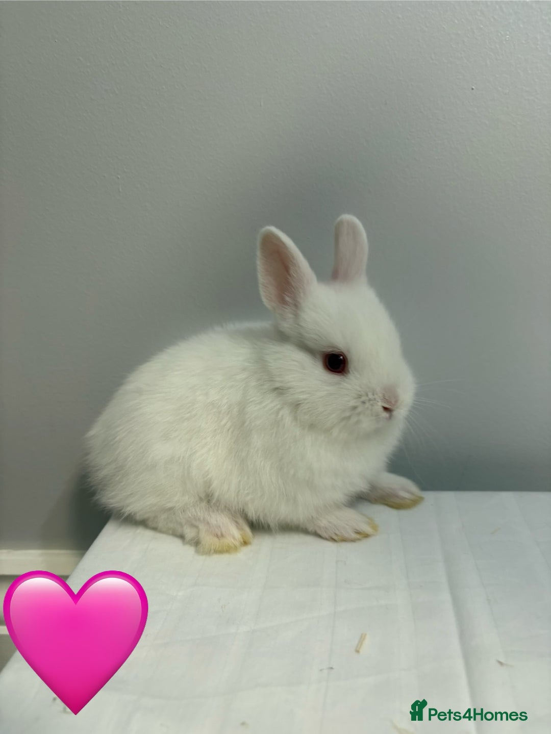 Netherland Dwarf rabbits for sale: 4 x Netherland Dwarf Bunnies 🐰  - Image 5